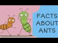 Amazing Facts About Ants