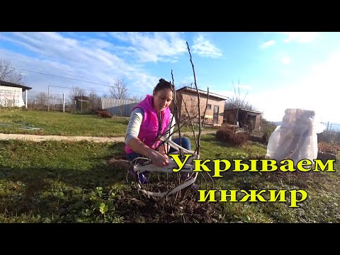 Укрываем инжир на зиму. Краснодарский край.