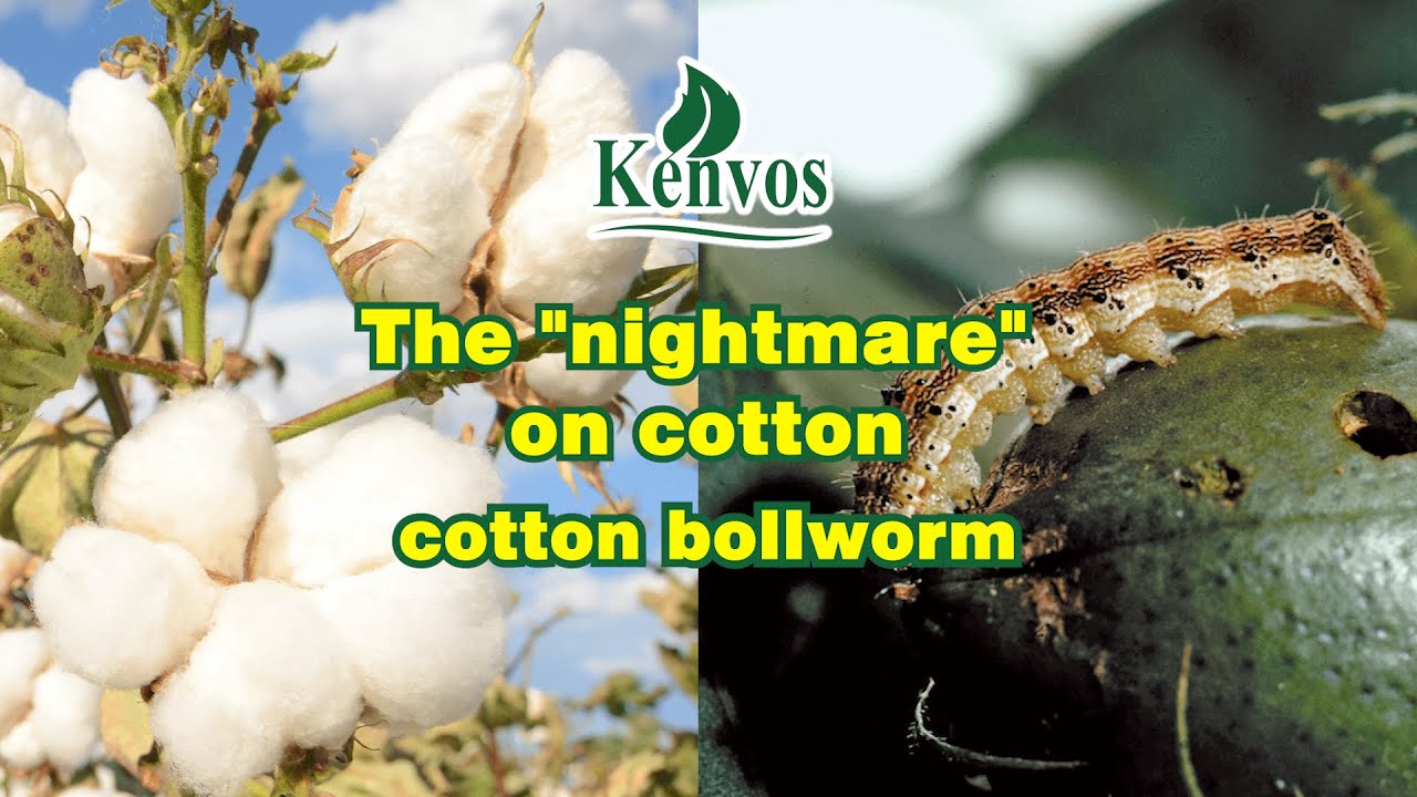 The "nightmare" on cotton -- cotton bollworm
