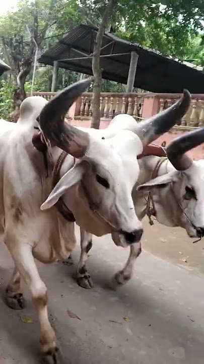 kumor parar gorur gari....