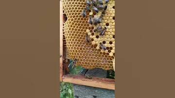 как выглядит оса 🐝 #dobrosot