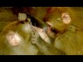 Little monkey doctor: removes parasites from her mother's eye Guilin Zoo, China WATCH TILL THE END!!