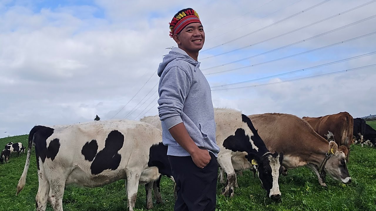 Buhay dairy farmer in New Zealand.