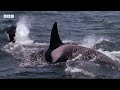 Fascinating Orca Moments | BBC Earth