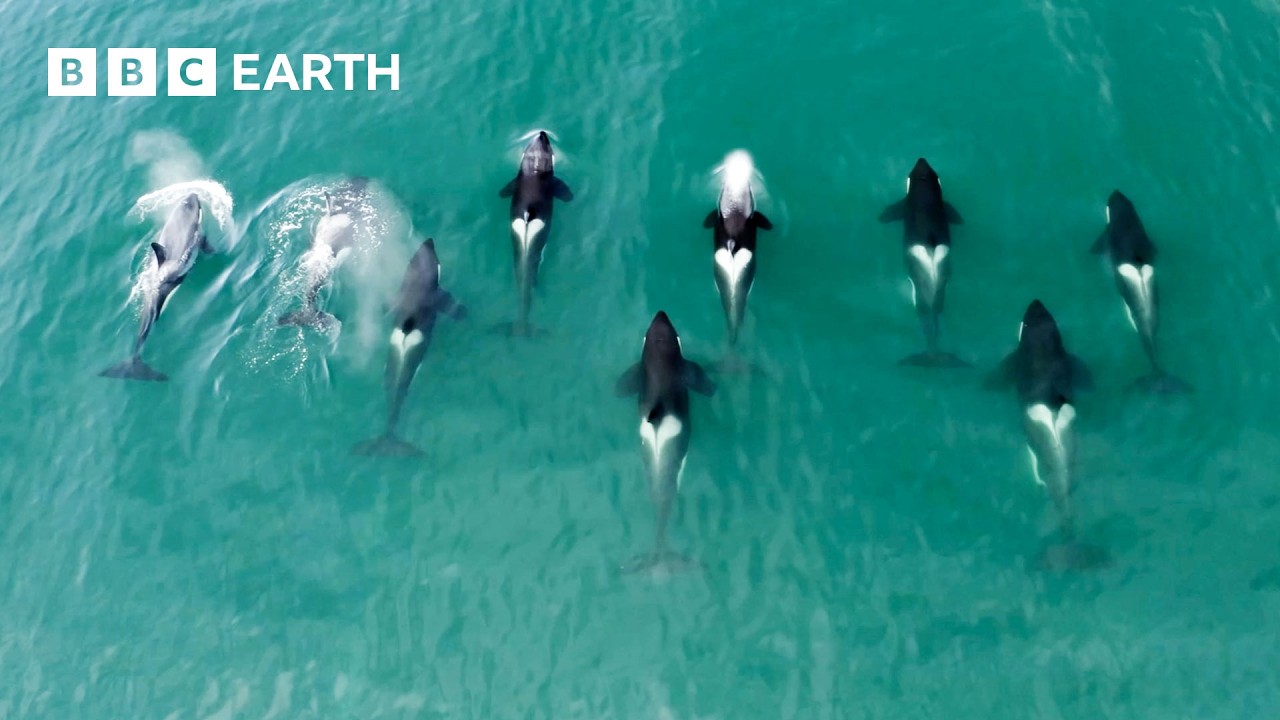 6 Fascinating Orca Moments 6 Fascinating Orca Moments