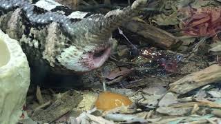 Gaboon viper giving birth Resimi