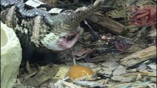 Gaboon viper giving birth