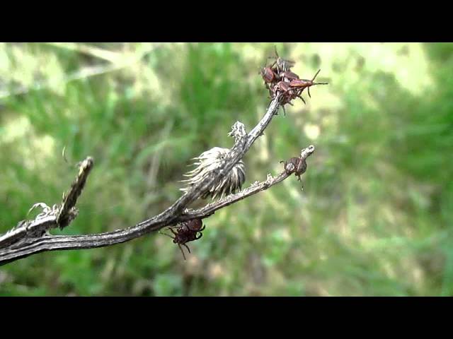 И снова клещики 1