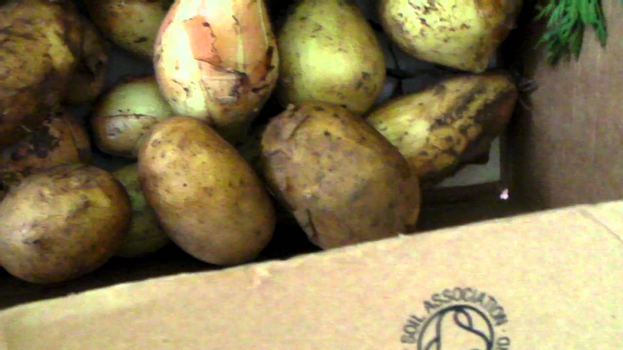 Northdown Orchard Organic Veg Box