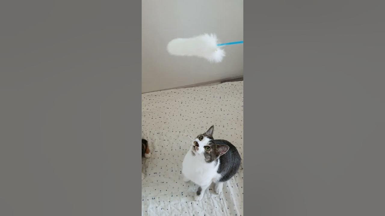 고양이 채터링 cat chattering YouTube