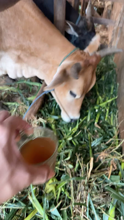 COW GIVEN COFFEE😠#funny