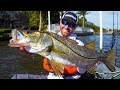 Fishing for BIG Snook & a Surprise Wildlife Encounter | Field Trips Florida