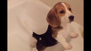 Cute beagle puppy takes his first bath