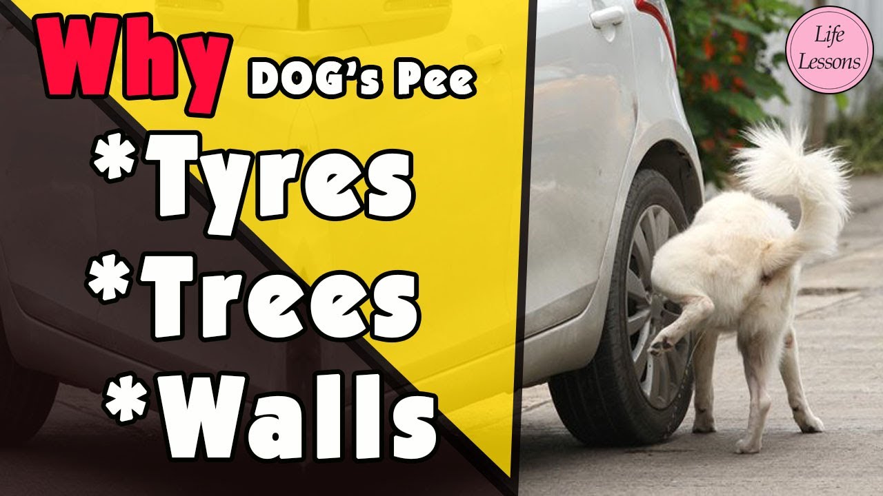 Why Dogs Pee on Vehicle Tyres YouTube