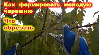 видео: Формировка молодой черешни. Как обрезать черешню без нижних ветвей. картинка: Формировка молодой черешни. Как обрезать черешню без нижних ветвей.