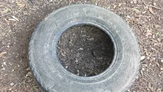 Peat Moss - An Affordable Option for Your Backyard Chicken Yard