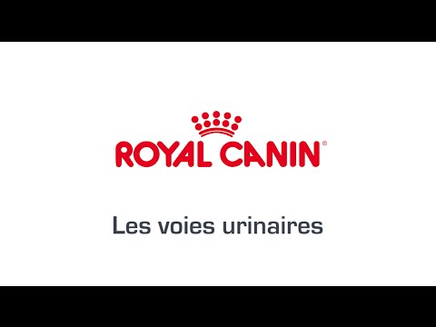 Vidéo: La Santé Des Voies Urinaires De Votre Chat