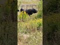 The bull Gunsmoke