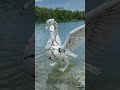 Mandarin Duck vs Swan | Stunning Beauty Comparison! #shorts