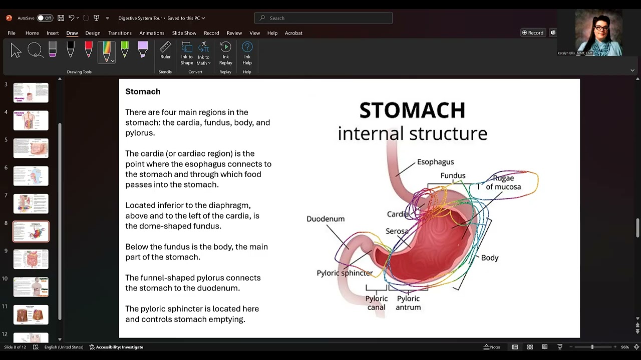 MBLEx Massage Therapy Digestive System Tour