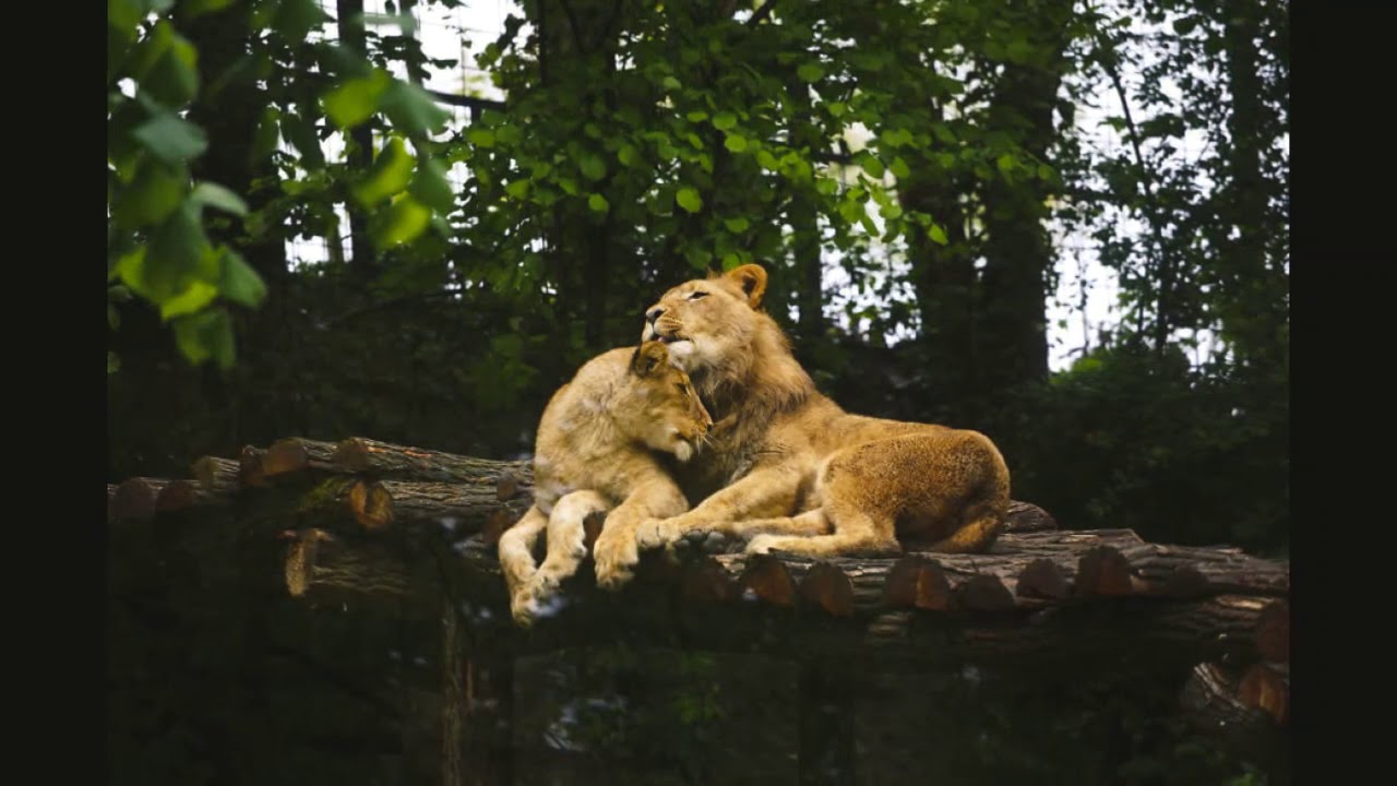 В мире животных 2024. Животные любовь. Мир животных. Животные парочки. Влюбленные львы.
