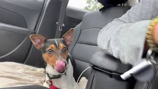 Sirius  adoptable dog at Oshkosh Area Humane Society @adoptadog