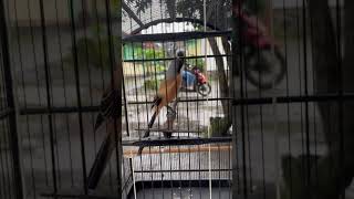 Cendet isian gereja tarung #cendet #cendetjuara #kicaumania #kicaumanianusantara #masteranjernih