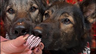 Valentines Dog Cookies