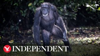 Chimpanzees can teach each other how to use tools, study reveals