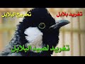 احلى صوت لتغريد البلابل كيف يسمع البلبل الثاني ويجي على صوت البلبل يغرد البلبل