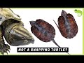 All 14 Families of Turtles &amp; How They Are Related