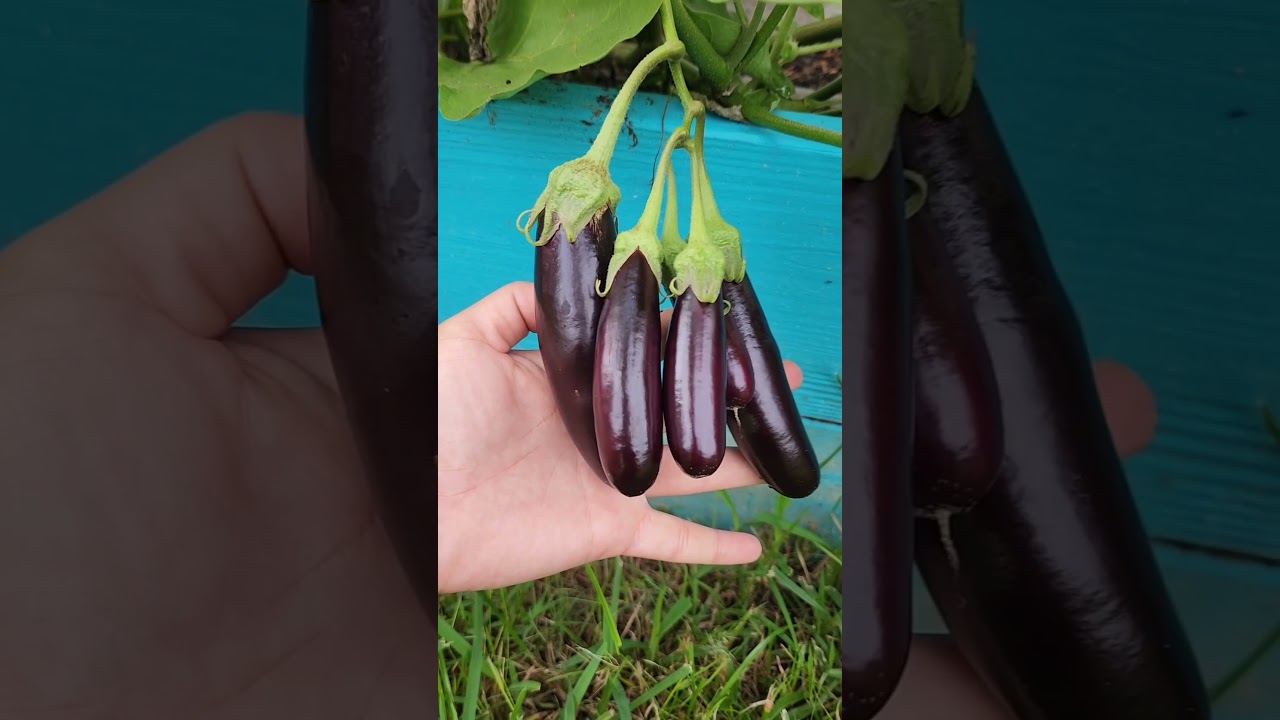 Unique Little Fingers 