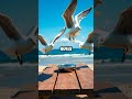 Gulls Get Bolder in Groups: Watch Them Attack Food Faster!