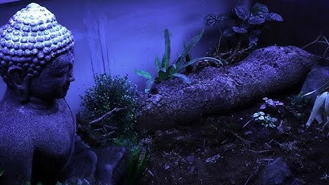 Monster bioactive false-bottom terrarium build video! (Before & After)