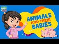 Animal Babies Quiz