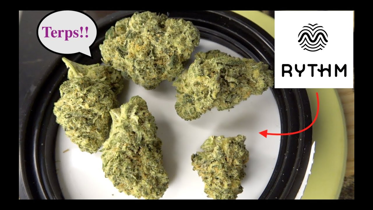Rythm *Casino Kush* Strain Review YouTube