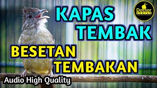 KAPAS TEMBAK GACOR FULL BESETAN DAN TEMBAKAN COCOK UNTUK MASTERAN KATEM, MURAI BATU, CUCAK IJO DLL
