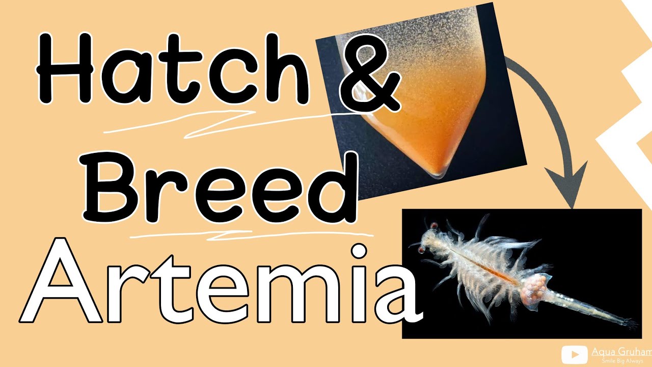 Artemia Hatching & Breeding || Aqua Gruham - YouTube