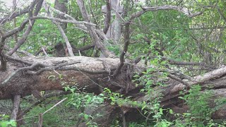 Community pushing for public cleanup on Mynatt Cemetery site