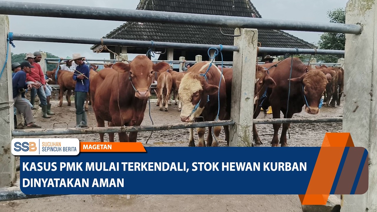 Kasus PMK Menurun, Stok Hewan Kurban Dinilai Mencukupi– MAGETAN