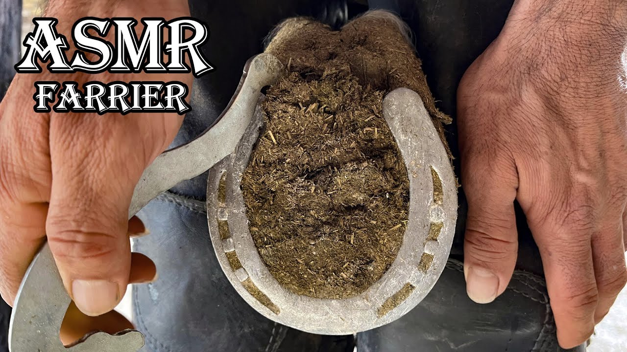 Full Hoof Restoration | Rim Pad-Farrier ASMR | Oddly Satisfying