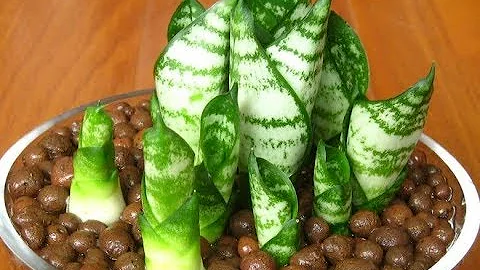 虎皮兰最爱喝“它”，喝一次冒7芽，叶片绿又亮 - 天天要闻