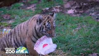 Tiger cubs feelin' the love! by Cleveland Metroparks Zoo 246 views 3 months ago 42 seconds