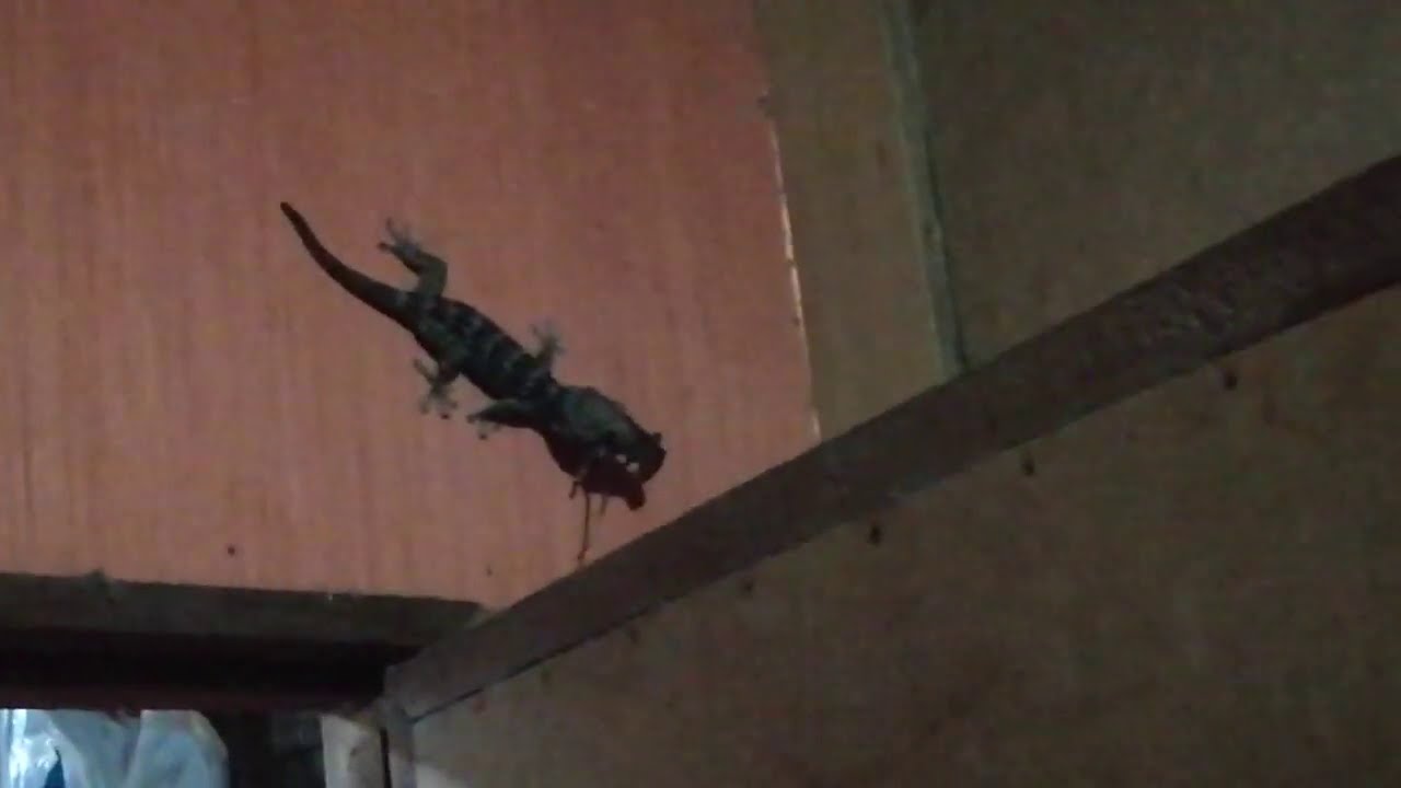 Attack Gecko Gecko attack Rat - YouTube