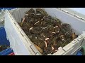 Gulf of Maine lobster loses sustainable label