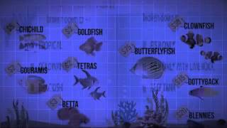Fish Tank Guide - How to choose Aquarium fish tank -Saltwater Vs Freshwater