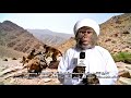 نشرة أخبار عن حرب قرود أبها مع قرود الطائف نشرة أخبار عن حرب قرود أبها مع قرود الطائف