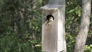 Hooded mergansers leaving the nest