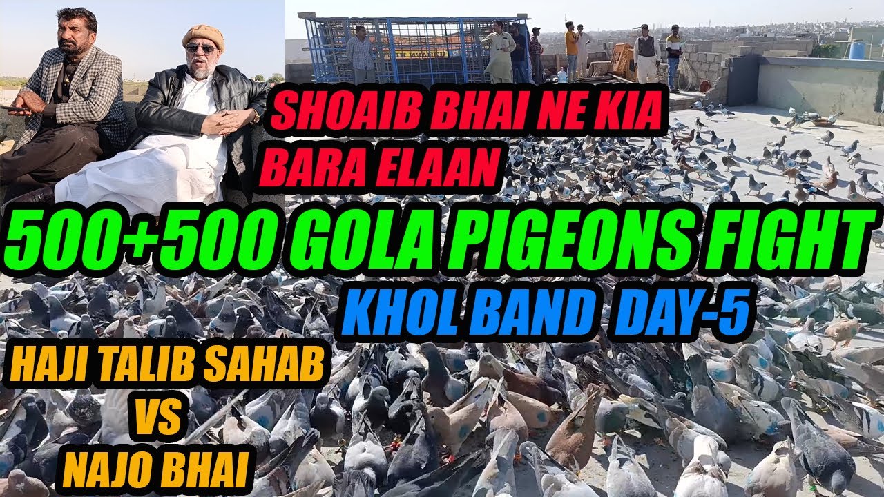 Shoaib Bhai Ne Kar Dia Bara Elaan KHOL BAND DAY-5 500+500 Gola Pigeons Fight Haji Talib VS Najo Bhai