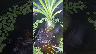 Buih Padu  foryou guppymalaysia fishlife paduteruk